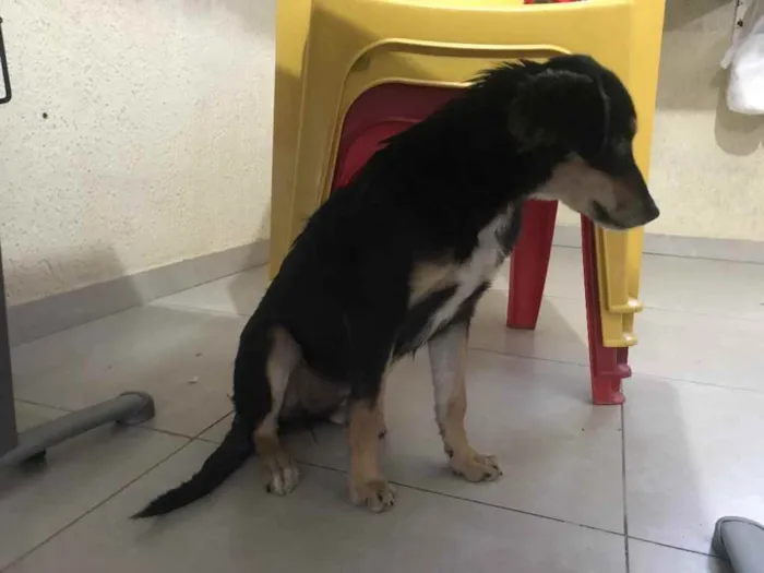 Cachorro raça Srd idade 7 a 11 meses nome Luz castrada