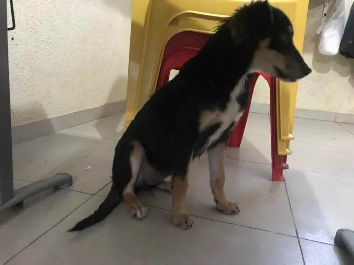 Cachorro raça Srd idade 7 a 11 meses nome Luz castrada
