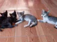 7 filhotes adoção