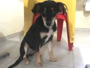 Cachorro raça Srd idade 7 a 11 meses nome Luz castrada