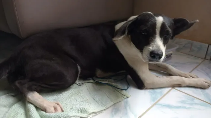 Cachorro raça Srd idade 1 ano nome Nuvem castrada