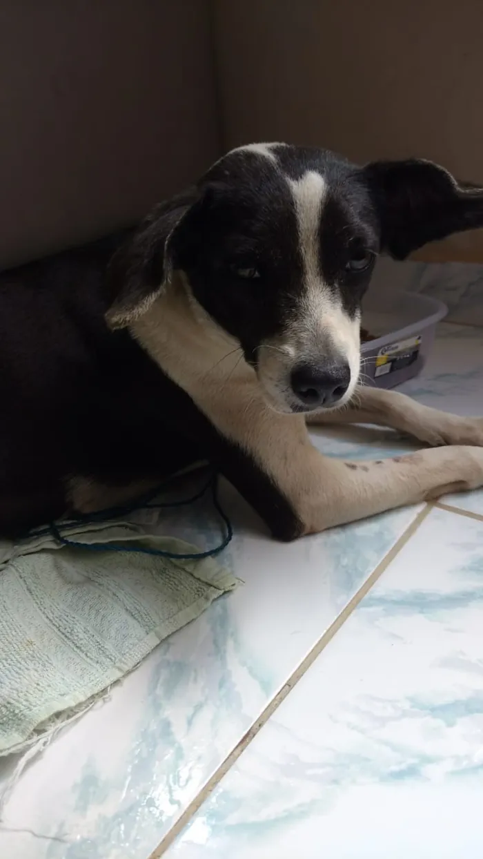 Cachorro raça Srd idade 1 ano nome Nuvem castrada