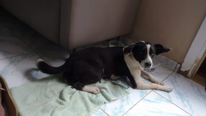 Cachorro raça Srd idade 1 ano nome Nuvem castrada