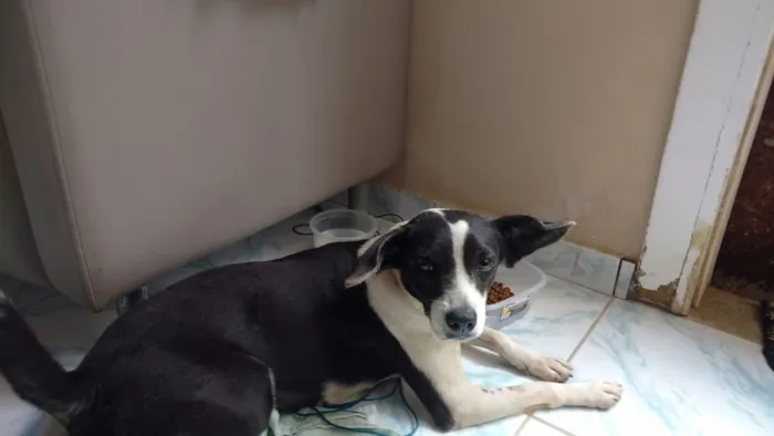 Cachorro raça Srd idade 1 ano nome Nuvem castrada
