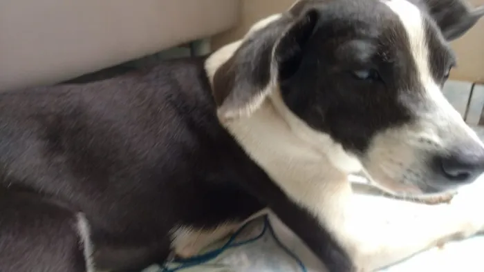 Cachorro raça Srd idade 1 ano nome Nuvem castrada