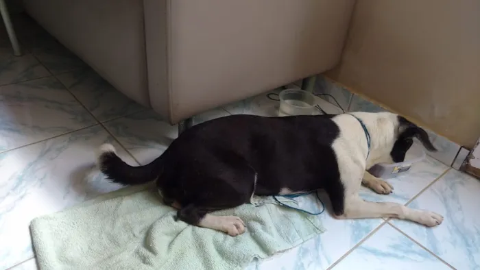 Cachorro raça Srd idade 1 ano nome Nuvem castrada