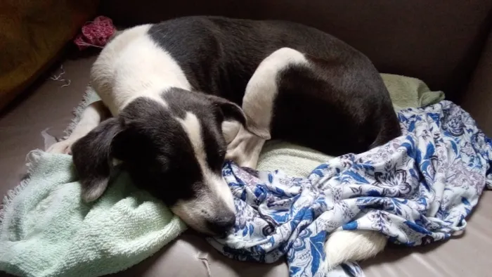 Cachorro raça Srd idade 1 ano nome Nuvem castrada