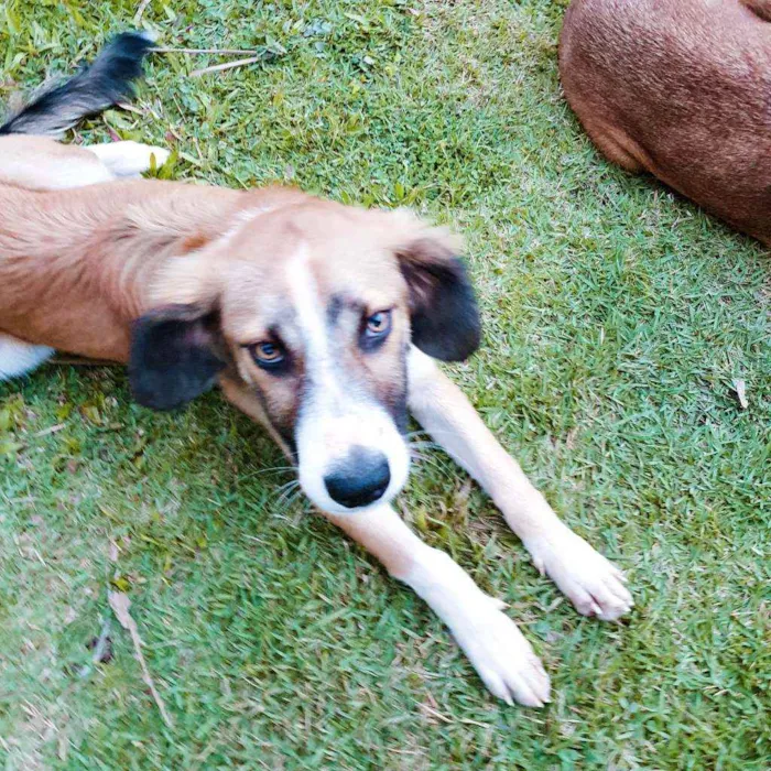 Cachorro raça Vira lata idade 7 a 11 meses nome Thor
