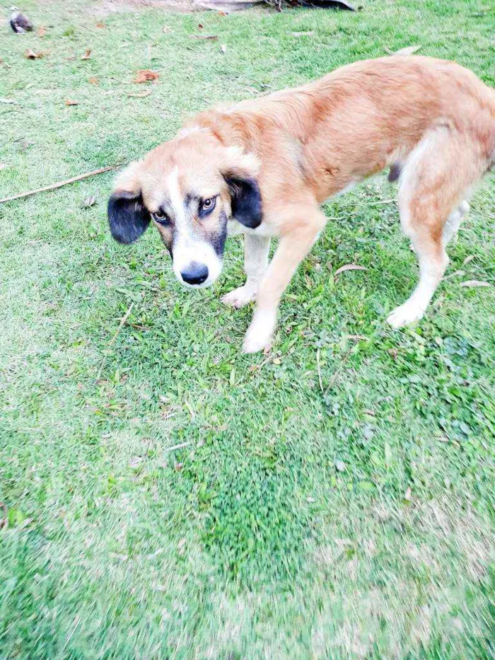 Cachorro raça Vira lata idade 7 a 11 meses nome Thor
