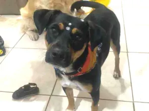 Cachorro raça Srd idade 1 ano nome July