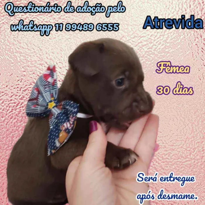 Cachorro raça Srd idade Abaixo de 2 meses nome Atrevida