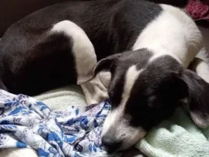 Cachorro raça Srd idade 1 ano nome Nuvem castrada
