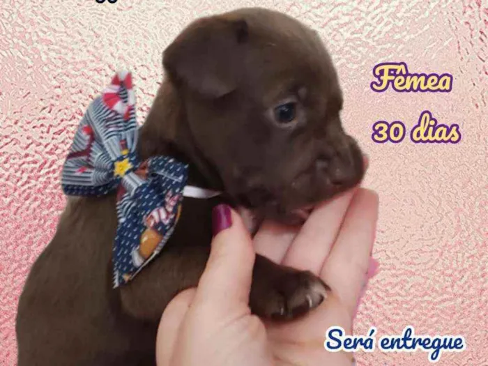 Cachorro raça Srd idade Abaixo de 2 meses nome Atrevida