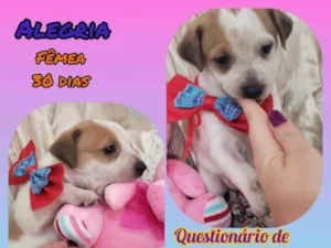 Cachorro raça Srd idade Abaixo de 2 meses nome Alegria