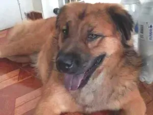 Cachorro raça Srd idade 3 anos nome Max