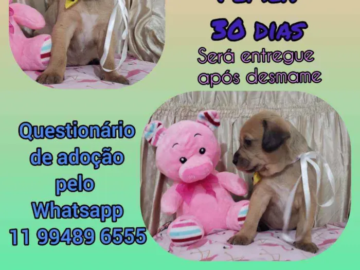 Cachorro raça Srd idade Abaixo de 2 meses nome Amor
