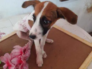 Cachorro raça Viralata (Sem raça definida) idade 2 a 6 meses nome Sem nome