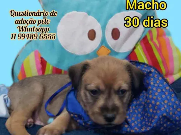 Cachorro raça Srd idade Abaixo de 2 meses nome Aventureiro