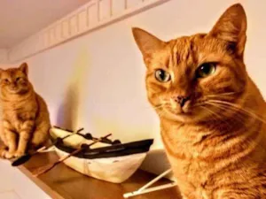 Gato raça Srd idade 5 anos nome Mel e Luke