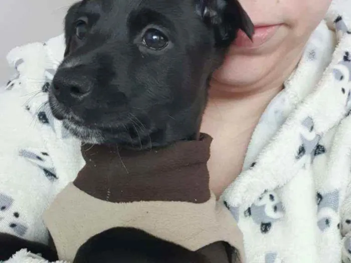 Cachorro raça Srd idade Abaixo de 2 meses nome Noah