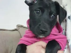 Cachorro raça Srd idade Abaixo de 2 meses nome Lavanda