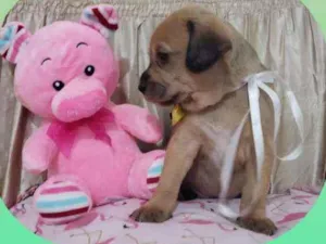 Cachorro raça Srd idade Abaixo de 2 meses nome Amor