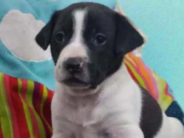 Cachorro raça Srd idade Abaixo de 2 meses nome Apego