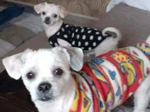 Cachorro raça Shitzu idade 2 anos nome Barto e Bradock