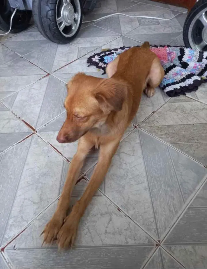 Cachorro ra a Alemão idade 7 a 11 meses nome Fantinha