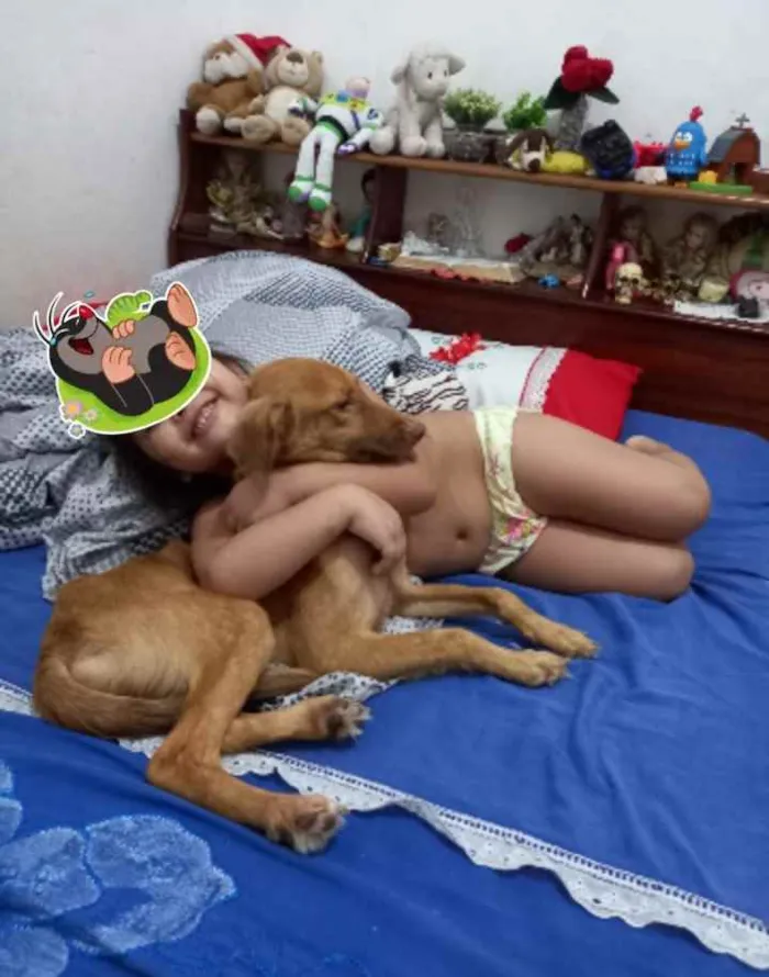 Cachorro ra a Alemão idade 7 a 11 meses nome Fantinha