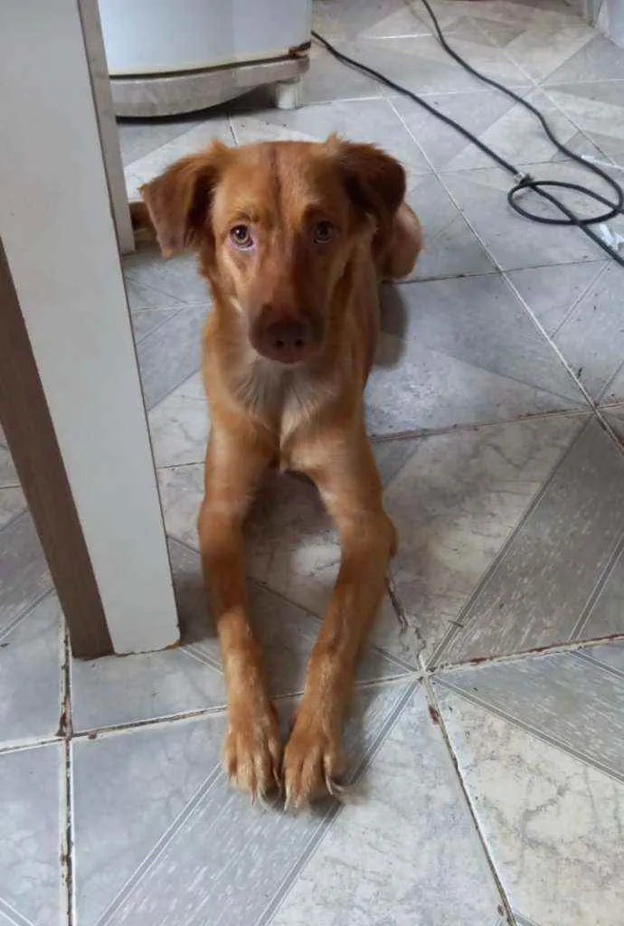 Cachorro ra a Alemão idade 7 a 11 meses nome Fantinha