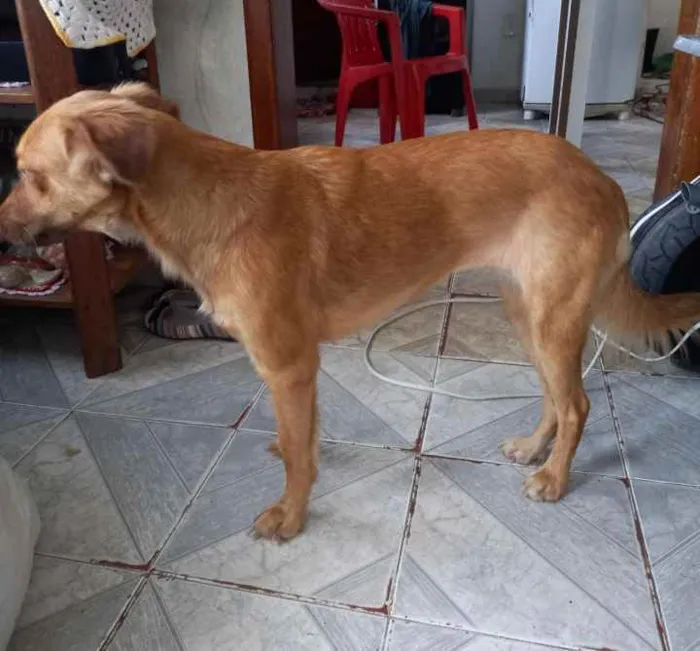 Cachorro ra a Alemão idade 7 a 11 meses nome Fantinha