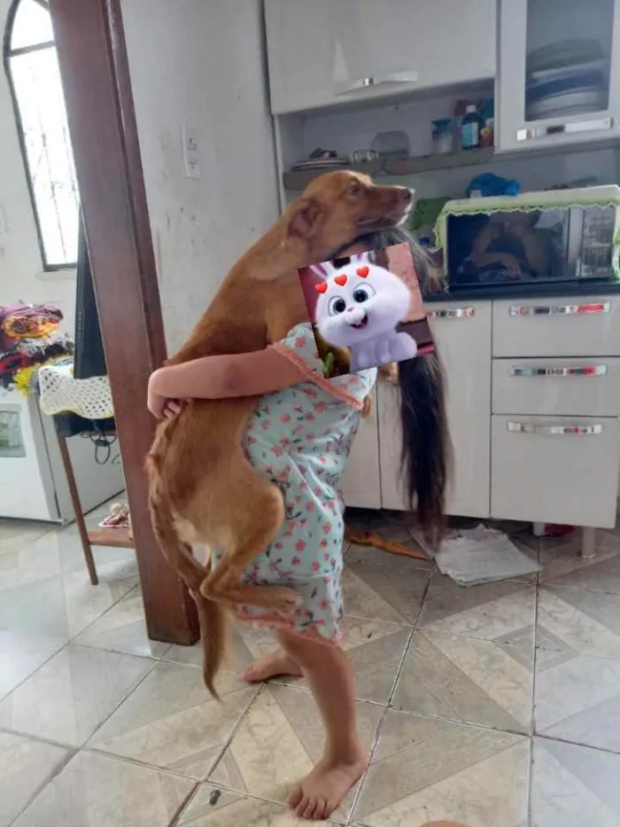 Cachorro ra a Alemão idade 7 a 11 meses nome Fantinha