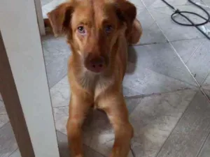 Cachorro raça Alemão idade 7 a 11 meses nome Fantinha