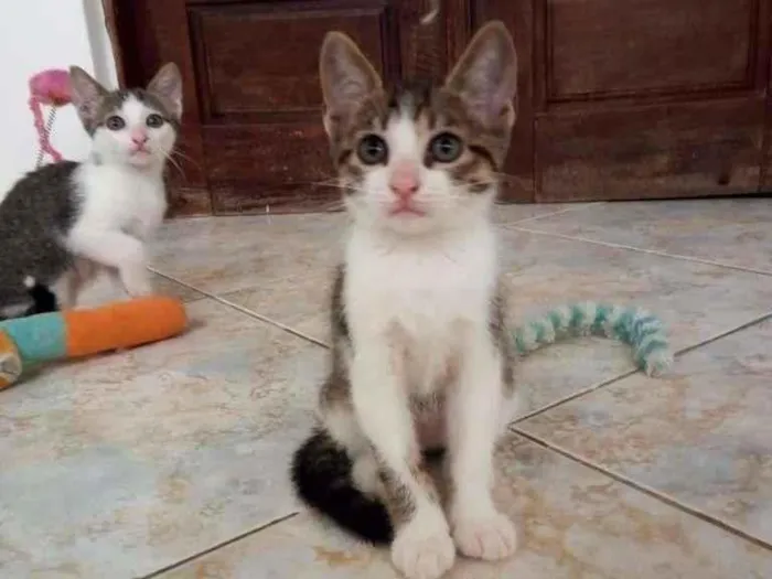 Gato raça SRD idade 2 a 6 meses nome Leo e Dalí