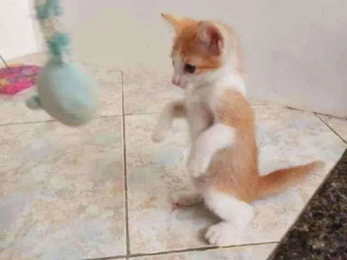 Gato raça SRD idade 2 a 6 meses nome Leo e Dalí