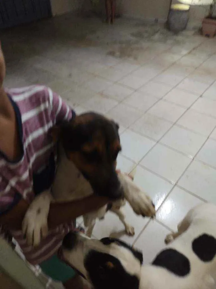 Cachorro ra a Desconhecido idade 1 ano nome Pingo