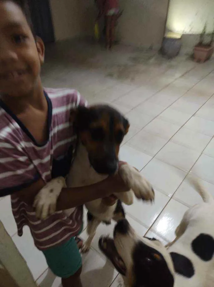 Cachorro ra a Desconhecido idade 1 ano nome Pingo