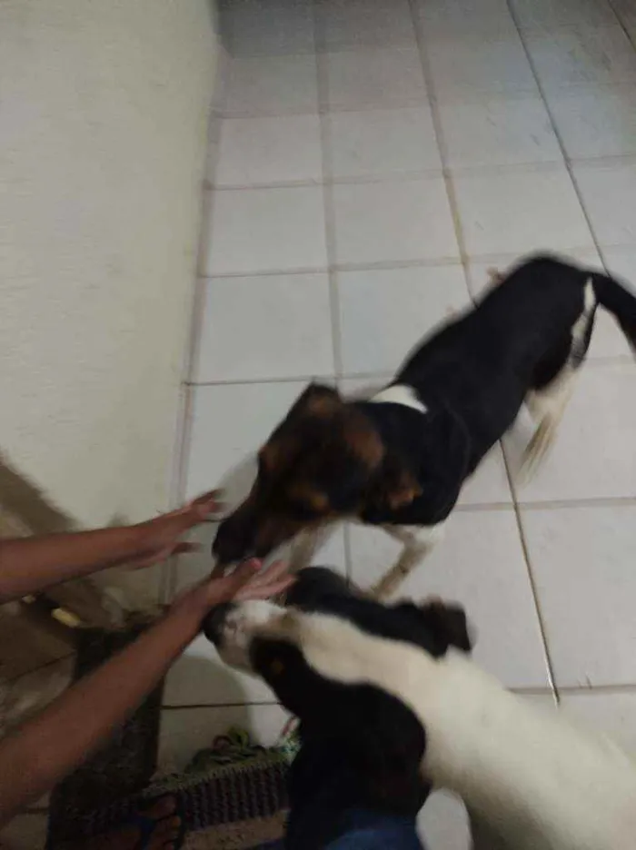 Cachorro ra a Desconhecido idade 1 ano nome Pingo