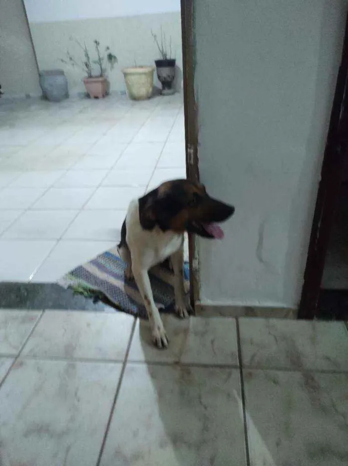 Cachorro ra a Desconhecido idade 1 ano nome Pingo