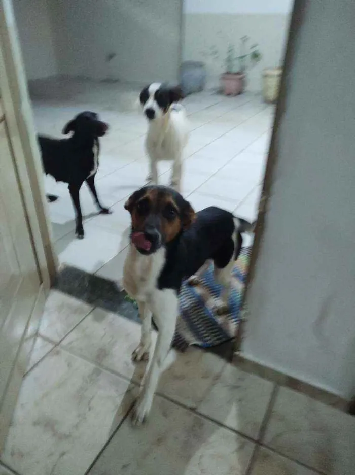 Cachorro ra a Desconhecido idade 1 ano nome Pingo