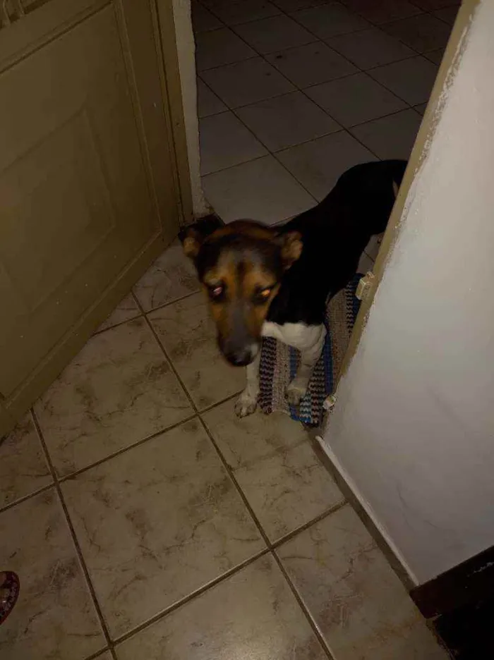 Cachorro ra a Desconhecido idade 1 ano nome Pingo