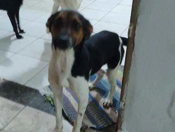 Cachorro ra a Desconhecido idade 1 ano nome Pingo