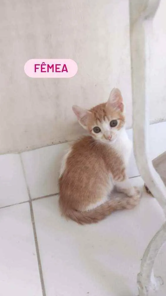 Gato ra a Não identificada  idade Abaixo de 2 meses nome Nao tem nomes 