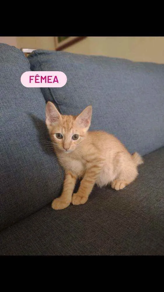 Gato ra a Não identificada  idade Abaixo de 2 meses nome Nao tem nomes 