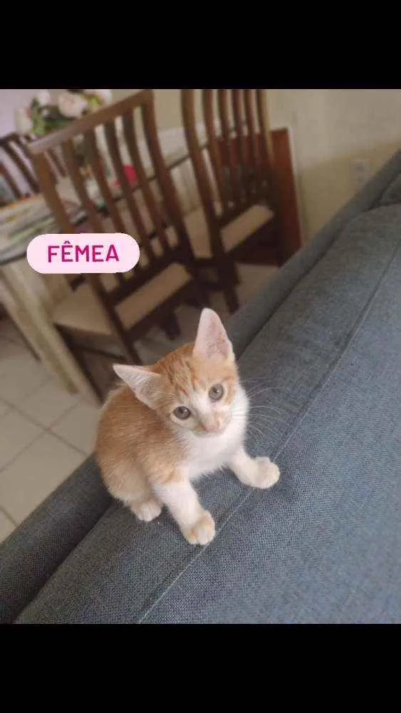 Gato ra a Não identificada  idade Abaixo de 2 meses nome Nao tem nomes 