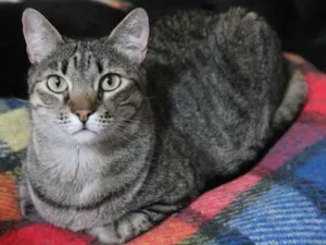 Gato raça SRD-ViraLata idade 5 anos nome Diedra