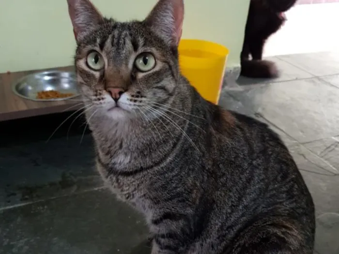 Gato raça SRD-ViraLata idade 5 anos nome Diedra