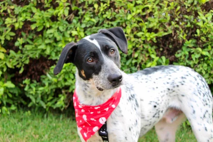 Cachorro ra a SRD-ViraLata idade 1 ano nome Negresko