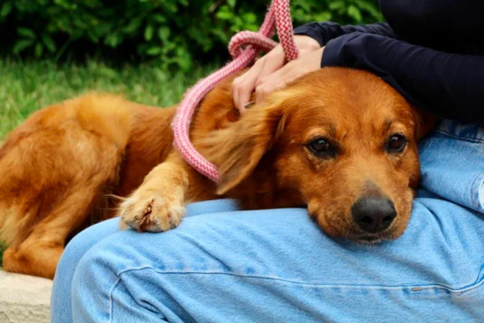 Cachorro ra a SRD-ViraLata idade 5 anos nome Banzé